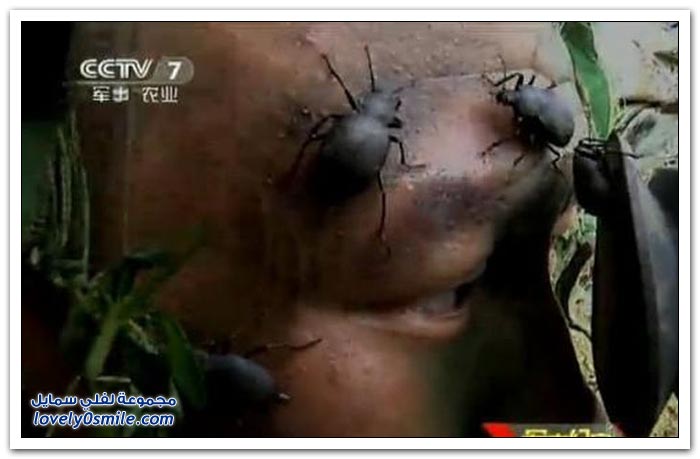 أحد التدريبات الصينية وضع الحشرات على وجه الجنود