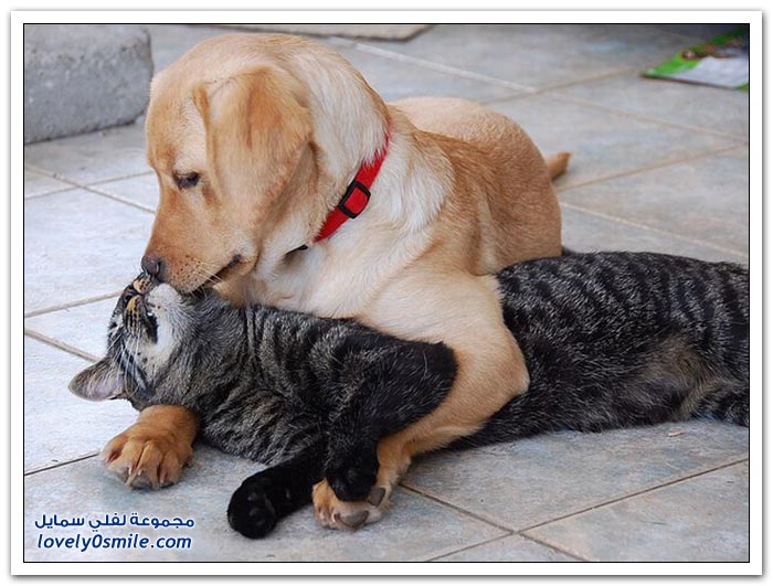 صداقة الكلب والقط
