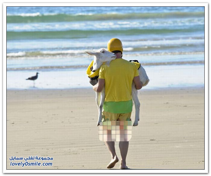 ماعز يحب ركوب الأمواج