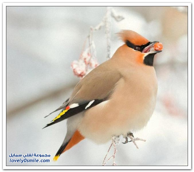 أفضل الصور للطبيعة في روسيا لعام 2011