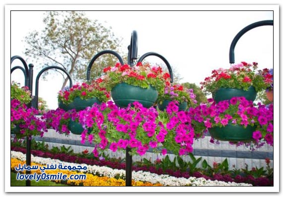 حديقة العين بارادايس في الإمارات التي دخلت موسوعة غينيس