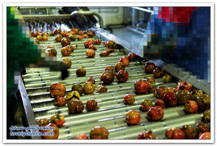 صور لأكبر مصانع تعليب العصير في أذربيجان