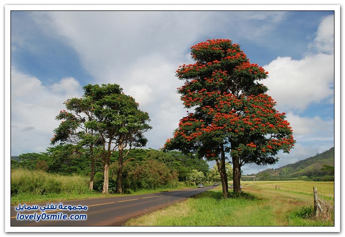 شجرة الخزامى الأفريقية