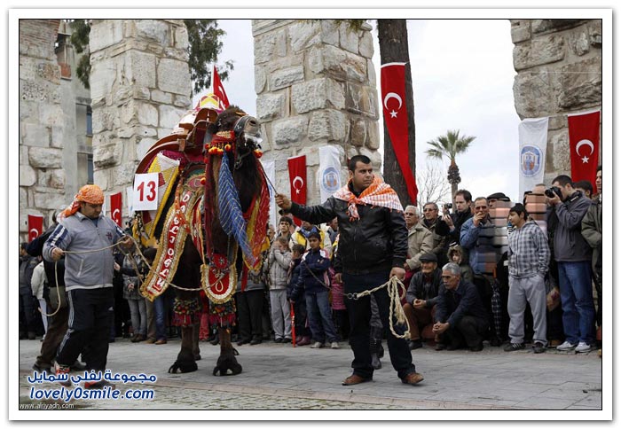 مهرجان مصارعة الهجن السنوي غرب أزمير التركية