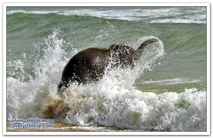 فيل متحمس للسباحة على الشاطئ