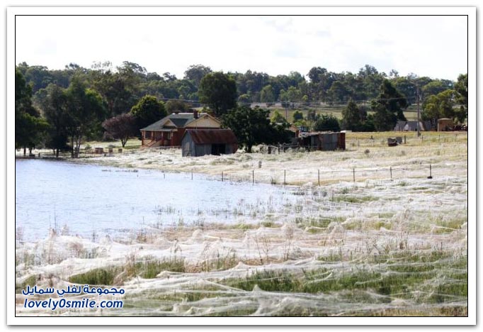 غزو العناكب في استراليا نتيجة لهروبها من الفيضانات