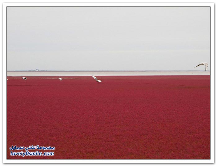 الشاطئ الأحمر في الصين