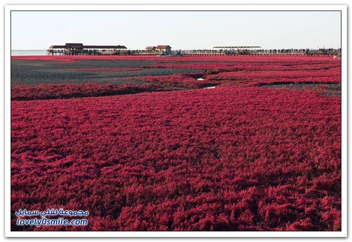 الشاطئ الأحمر في الصين
