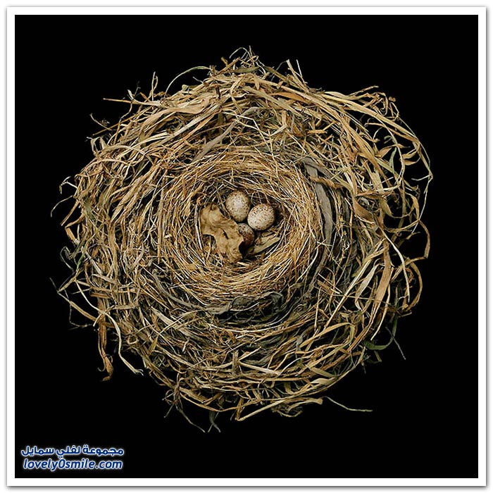      Architecture-in-the-construction-of-bird-nests-01.jpg