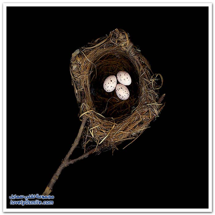      Architecture-in-the-construction-of-bird-nests-06.jpg