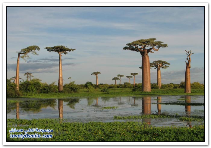شجرة الباوباب في مدغشقر