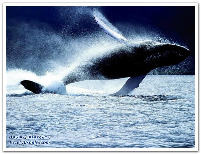 الحوت الأزرق أكبر مخلوق على وجه الأرض