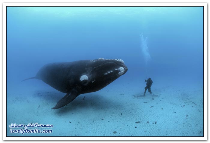 الحوت الأزرق أكبر مخلوق على وجه الأرض
