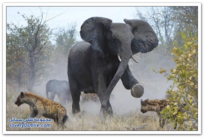 فيلة تقاتل ضباع دفاعاً عن طفلها
