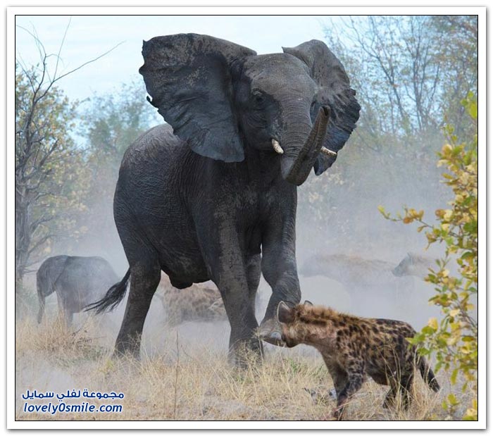 فيلة تقاتل ضباع دفاعاً عن طفلها