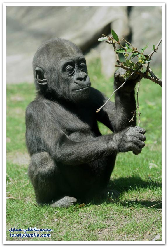 ��������