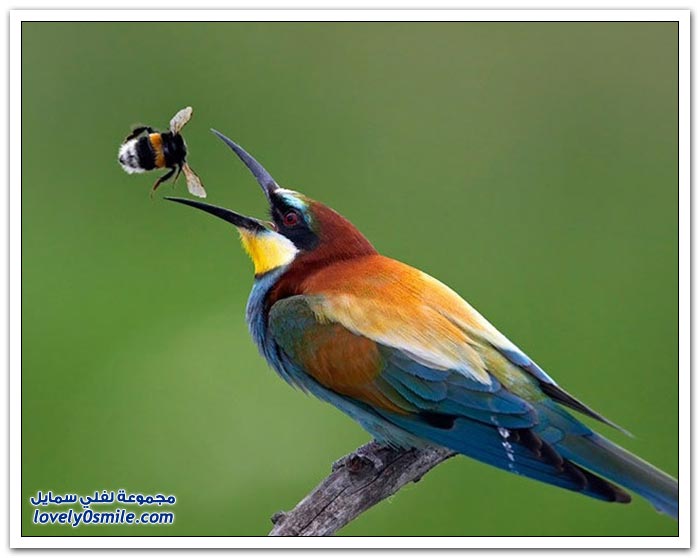 صور رائعة للطيور حول العالم