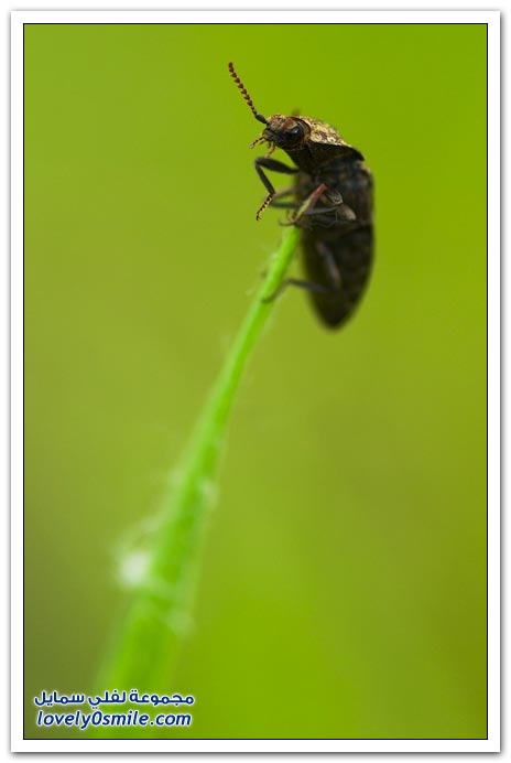 صور عالية الدقة لبعض الحشرات ج5