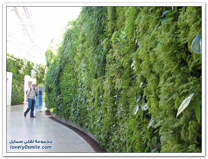 تثبيت الأشجار على جدران المباني في أحد مدن فرنسا