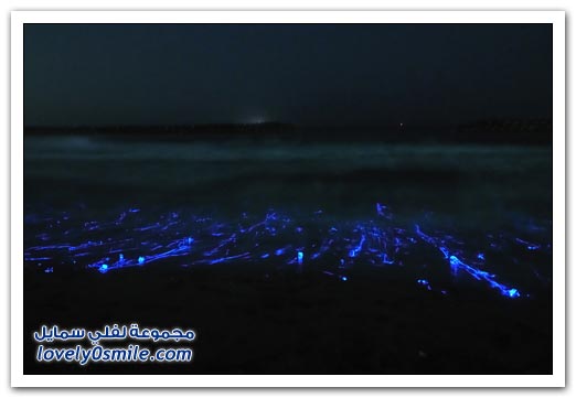 قناديل البحر المتوهجة في خليج توياما، اليابان