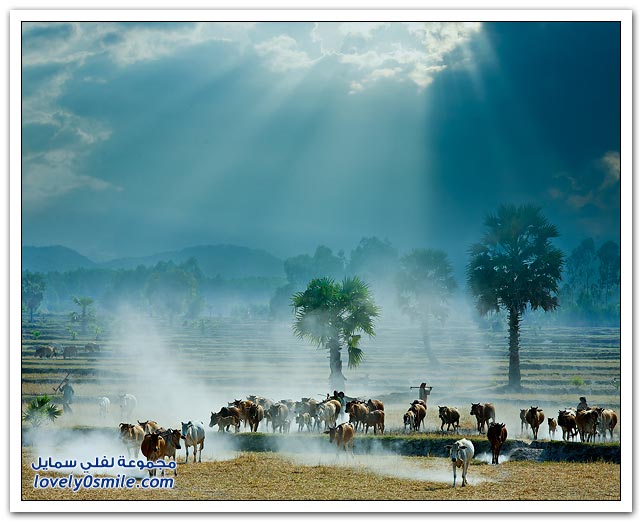 صور من فيتنام