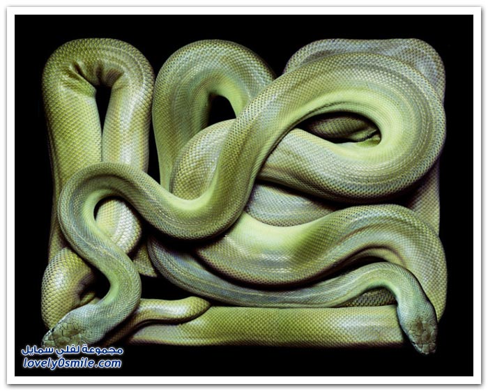 صور الثعابين للمصور السويسري غيدو