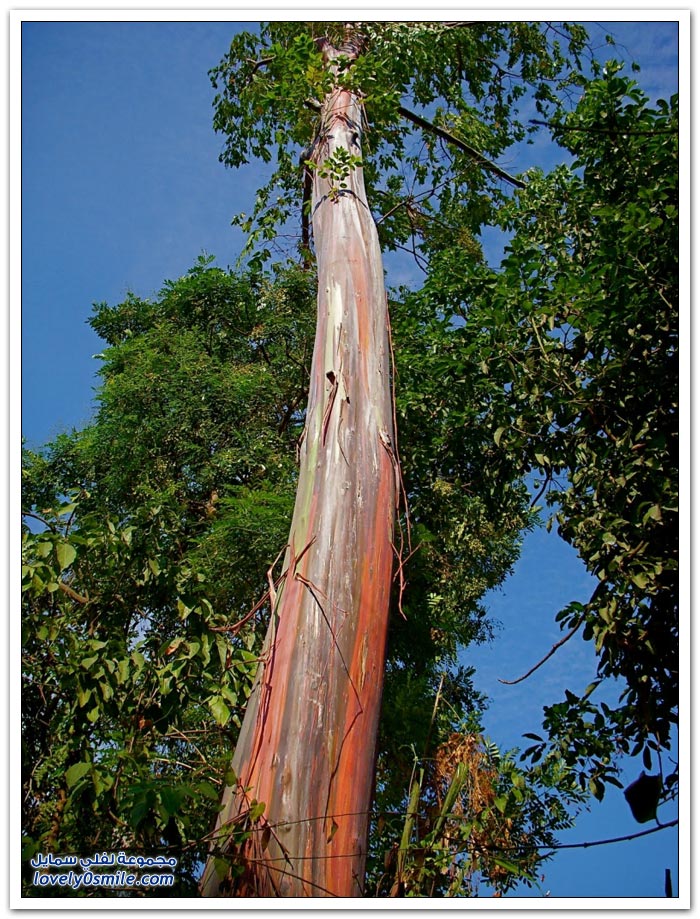 قوس قزح في شجرة الأوكالبتوس