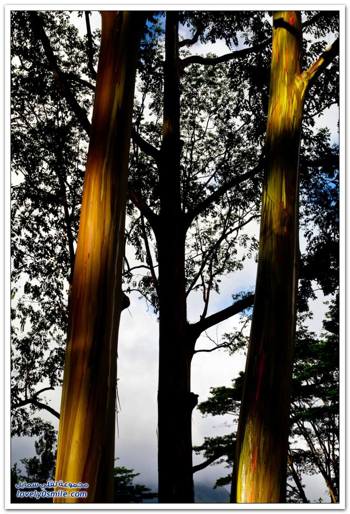 قوس قزح في شجرة الأوكالبتوس