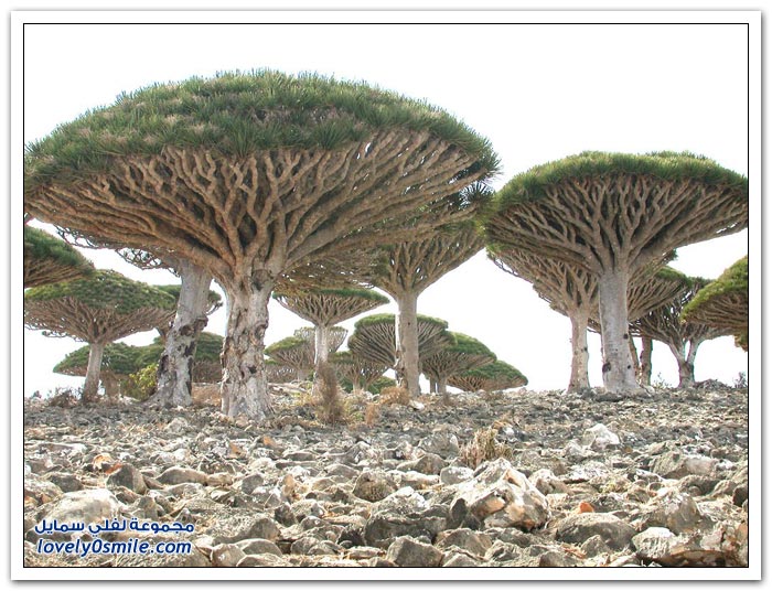 أنواع وأشكال من الأشجار حول العالم