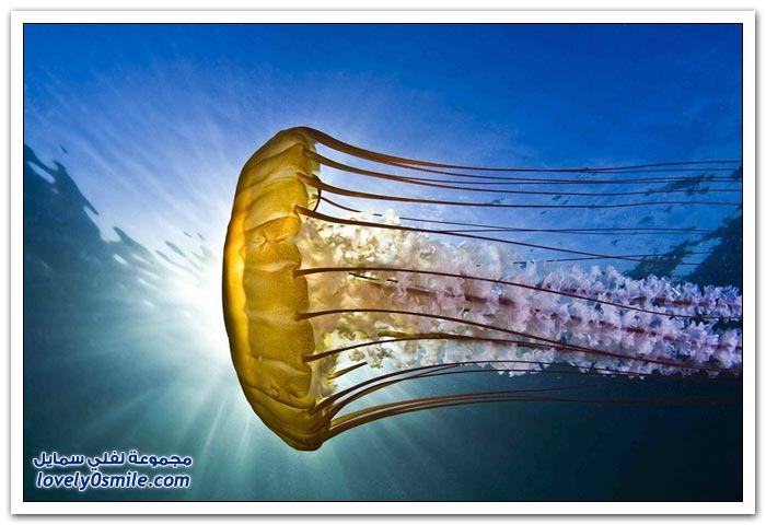 أفضل الصور الفوتوغرافية تحت الماء 2012