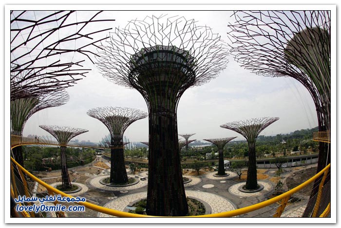 غابة الأشجار الشاهقة في سنغافورة