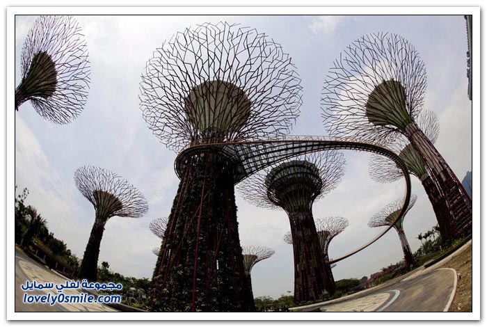 غابة الأشجار الشاهقة في سنغافورة