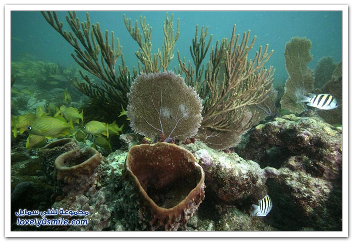 صور من أعماق خليج المكسيك