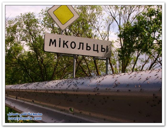 غزو البعوض لقرية في روسيا البيضاء