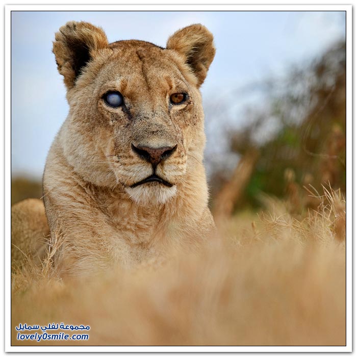 صور من البرية في أفريقيا