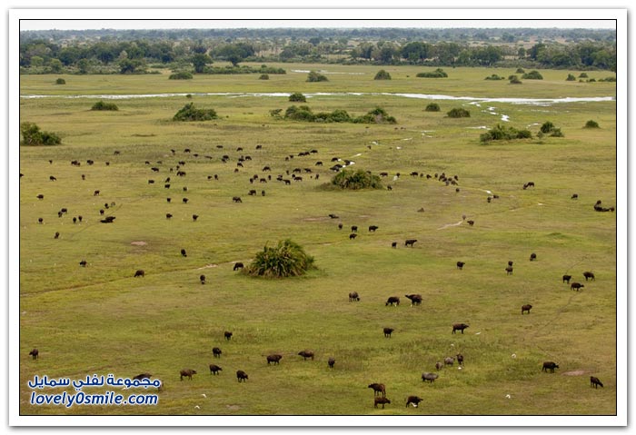 صور من البرية في أفريقيا