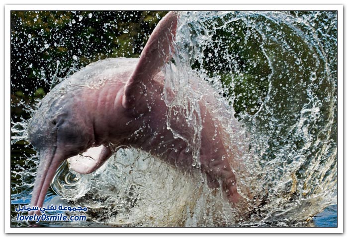 الدلافين النهرية الوردية لنهر الأمازون