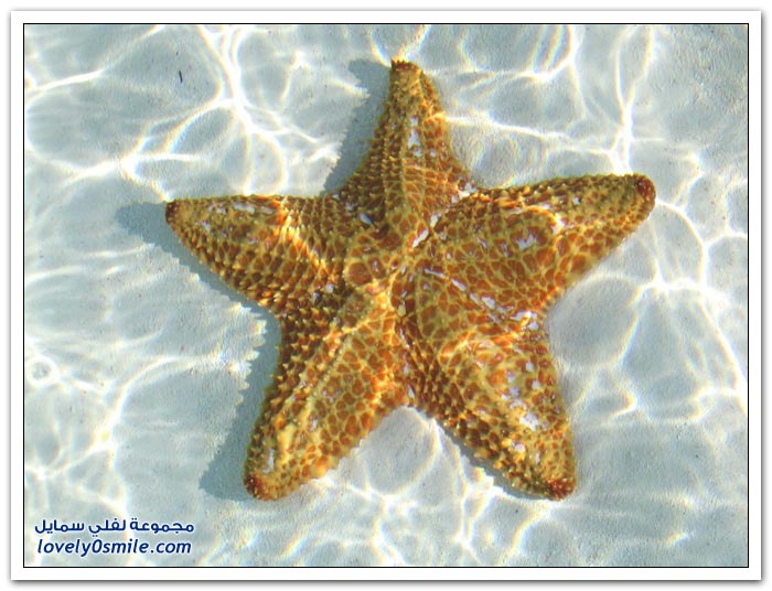 نجوم البحر في صور