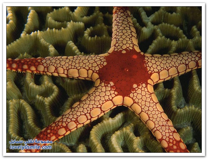 نجوم البحر في صور
