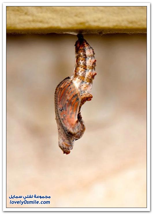 ولادة الفراشة