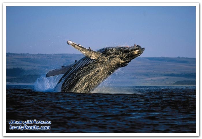 الحيتان عمالقة الأرض