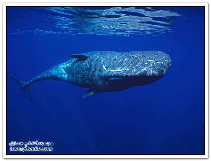 الحيتان عمالقة الأرض