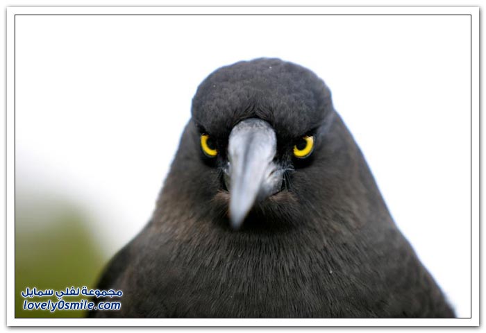 أغرب 10 صور لطيور غاضبة
