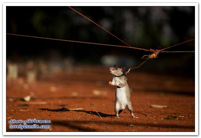 خبراء المتفجرات يدربون الفئران لكشف الألغام في تنزانيا وموزمبيق