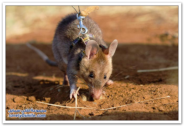 خبراء المتفجرات يدربون الفئران لكشف الألغام في تنزانيا وموزمبيق