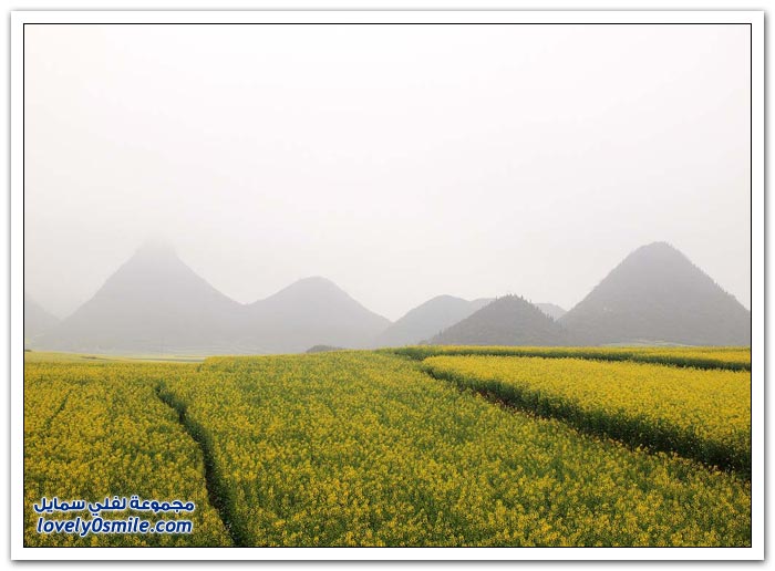 حقول زهرة زيت الكانولا في الصين