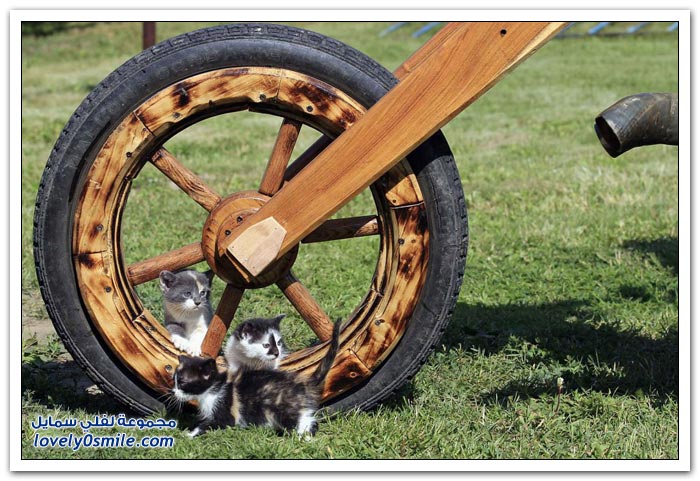 دراجة نارية خشبية