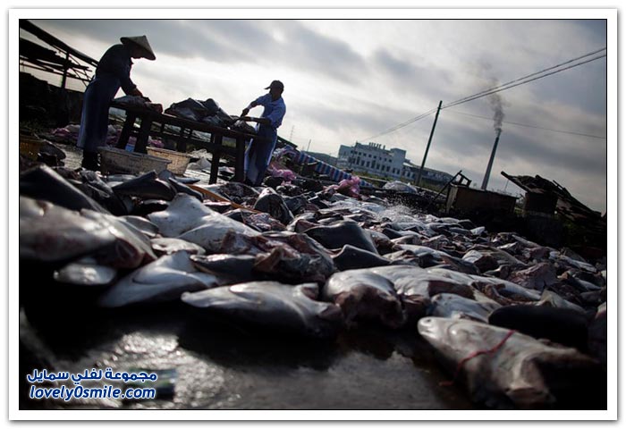 سوق زعانف سمك القرش في الصين