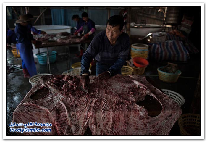 سوق زعانف سمك القرش في الصين