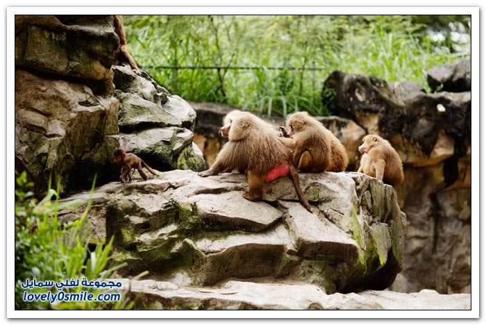 حديقة الحيوان في سنغافورة